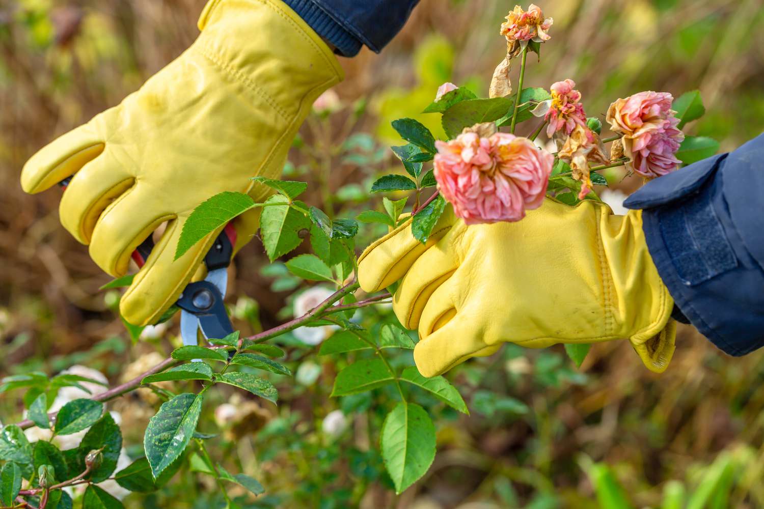 Prune Roses for Healthy Growth