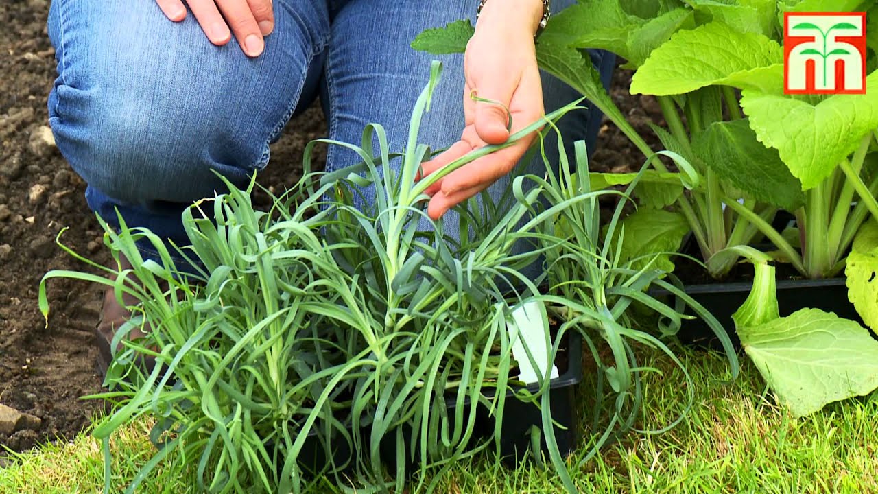 Flower Planting
