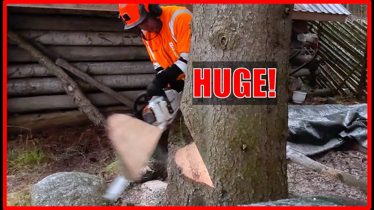 Tree Removal